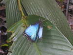 (211'524) - Schmetterling im Danaus am 17.
