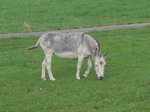 (173'226) - Esel am 21.