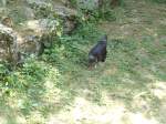 (145'753) - Huhn im ZOO von Servion am 16.