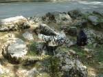 (145'754) - H�hner im ZOO von Servion am 16.
