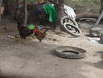 (212'013) - Hahn und Huhn am 22.