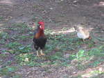 (212'174) - Hahn und Huhn am 23.