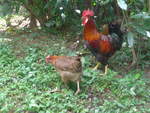 (212'178) - Huhn und Hahn am 23.