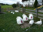 (228'658) - Truth�hne auf der Scheidegger-Ranch am 3.
