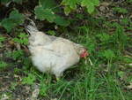 (254'690) - Huhn am 2. September 2023 in Kloster