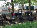 (160'379) - Eringerk�he am 10.