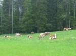 (160'958) - K�he auf einer Weide beim Kemmeriboden am 24.