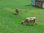 (163'222) - Zwei K�he in Urn�sch am 2.