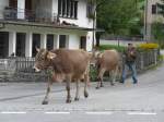 (165'342) - Zwei K�he �berqueren die Strasse am 19.