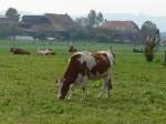 (166'231) - Rinder und K�he am 12.