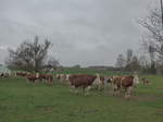 (179'305) - K�he am 2.
