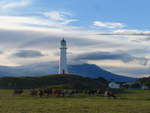 (191'861) - Leuchtturm und K�he am 29.