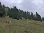 (195'964) - K�he auf der Allmenalp am 18.