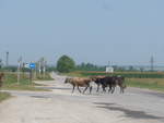 (206'988) - K�he �berqueren die Strasse am 3.