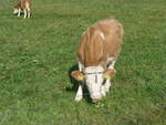 (222'127) - Kalb am 19.