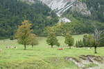 (280'480) - Ahorne und K�he am 17. September 2025 auf der Eng Alm in Eng