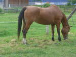 (227'589) - Pferd am 28.