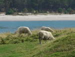 (190'672) - Schafe am Mount Maunganui am 21.