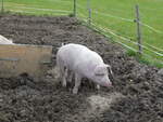 (228'553) - Schweine auf der Scheidegger-Ranch am 3.