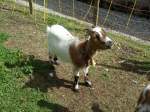(146'498) - Zwergziege in Mol�son am 26.
