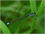 Mnnchen der Groe Pechlibelle (Ischnura elegans).