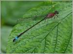 Weibchen der Groe Pechlibelle (Ischnura elegans).