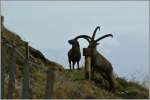 Zwei Steinbcke sorgten auf dem Brienzer Rothorn bei allen Besuchern fr Aufregung und wurden schnell mit der Kamera festgehalten.