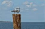 Traute Zweisamkeit an der Nordsee.