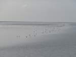 (156'803) - V�gel auf dem Wattenmeer am 19.