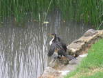 (190'165) - Vogel im Queen Victoria Garden am 17.
