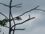 (211'586) - Vogel im Ge�st am 18.