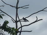 (211'587) - Vogel im Ge�st am 18.
