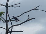 (211'588) - Vogel im Ge�st am 18.