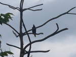 (211'590) - Vogel im Ge�st am 18.