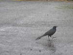 (211'434) - Vogel am 16.