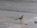 (211'435) - Vogel am 16.