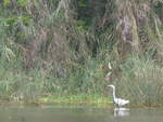 (212'109) - Weisser Vogel am Nicaraguasee am 22.