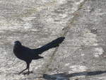 (212'455) - Vogel auf dem Platz am 26.