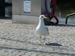 (254'663) - Vogel am 2. September 2023 in Kloster