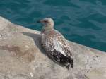 (152'756) - Eine Ente am Navy Pier in Chicago am 14.