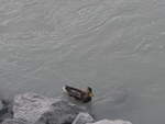 (196'875) - Eine Ente im Inn am 11.