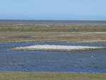 (273'692) - M�wen am 5. April 2025 bei Moddergat