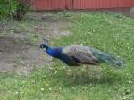 (152'963) - Ein Pfau am 16.