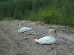 (140'704) - Schwanenfamilie am Strand bei Yvonand am 20.