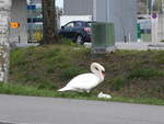 (260'845) - Zwei Schw�ne am 29. M�rz 2024 in Yverdon