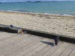 (191'916) - Zwei Tauben am Strand von Auckland am 30.