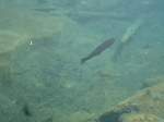 (146'223) - Forelle im Blausee am 4.