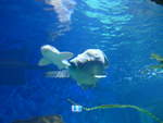 (190'428) - Im Sea Life am 19.