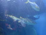 (190'430) - Im Sea Life am 19.