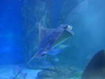 (190'433) - Im Sea Life am 19.